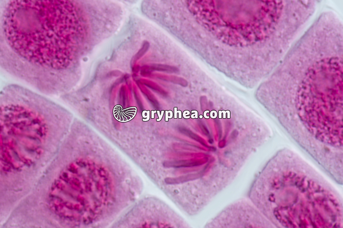 Mitose racine d'Ail ANAPHASE x640 - gryphea.com